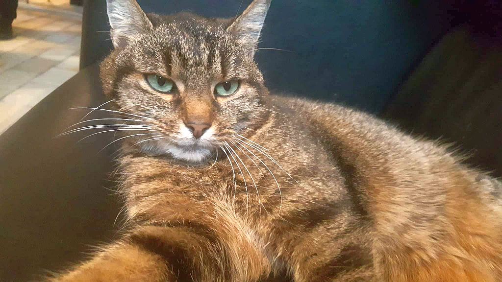 Cat-Content bei Bienert IT :-)